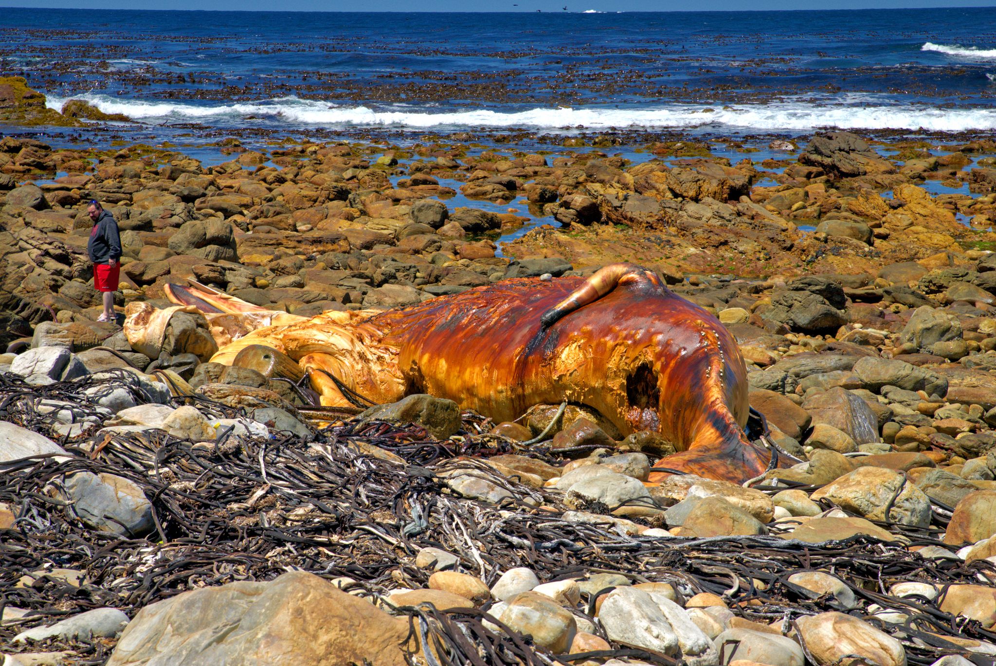 Ein furchtbar stinkender Walkadaver